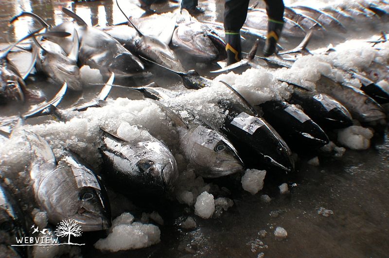 成功漁港魚市場冰鎮排列的鮪魚