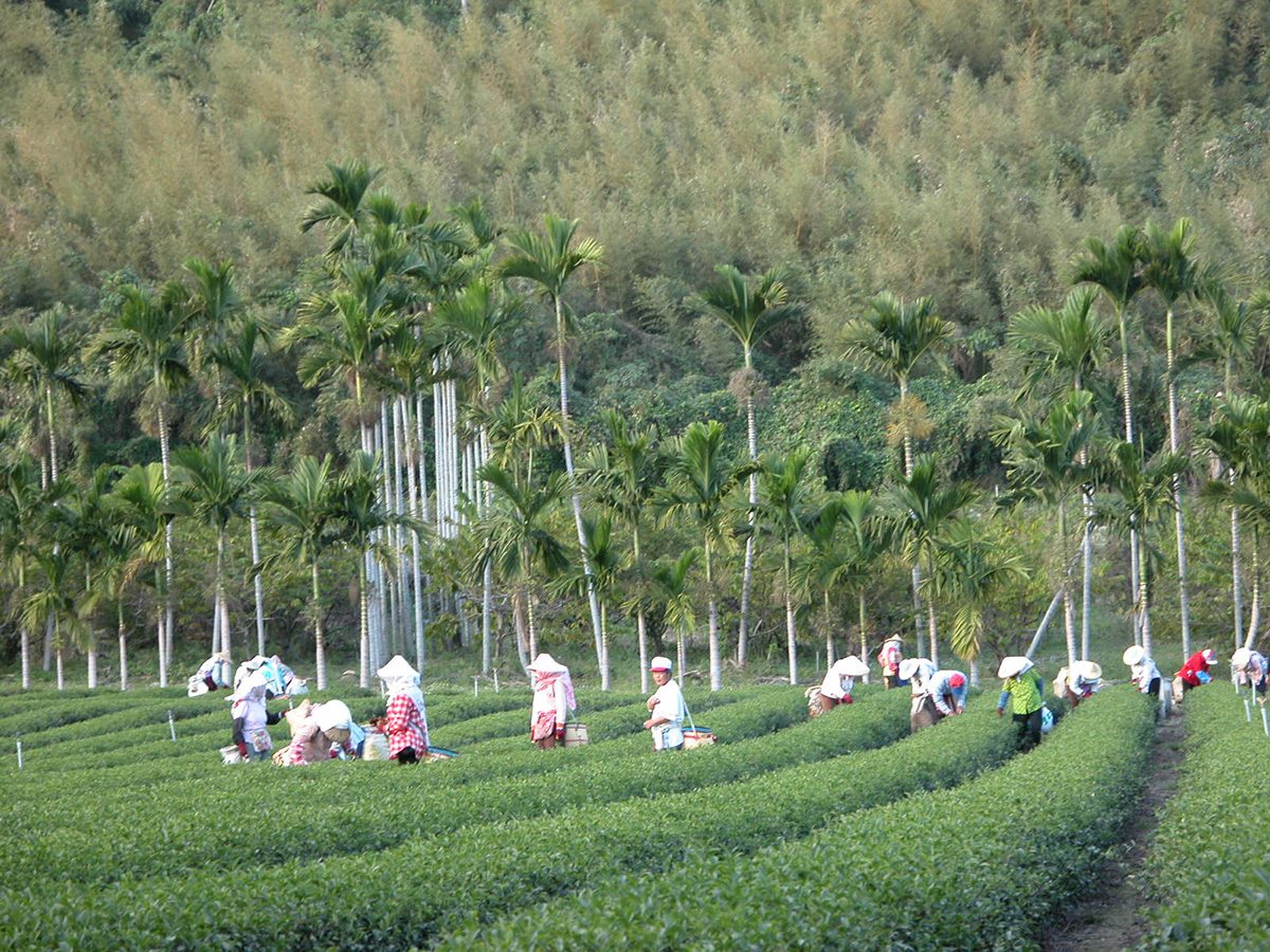 鹿野高台茶園裡採茶的景象
