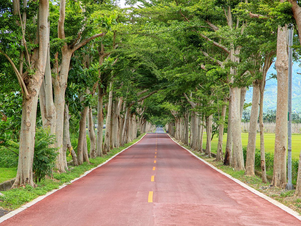 鹿野龍田自行車道兩旁的綠色隧道