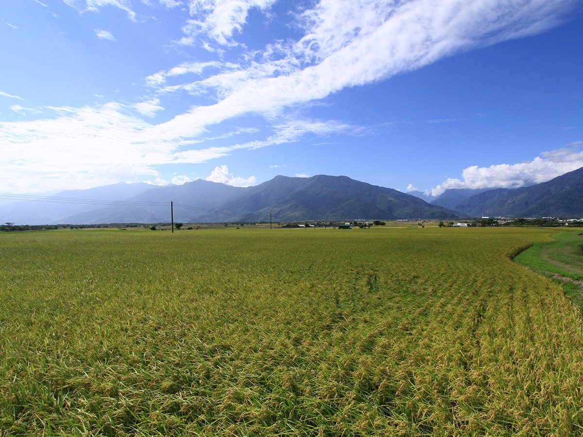 池上伯朗大道兩側的稻田與遠方山脈,客家文化園區就在池上鄉內
